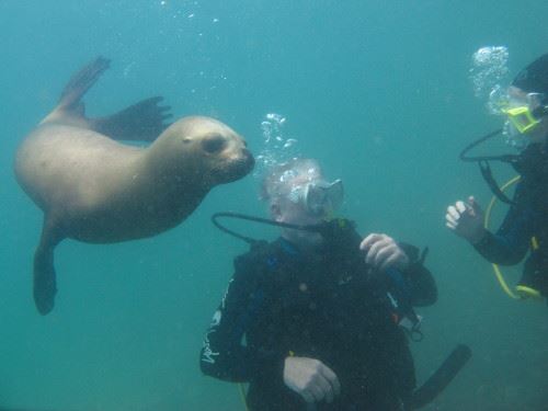 Scuba Diving in Argentina from the Valdes Peninsula