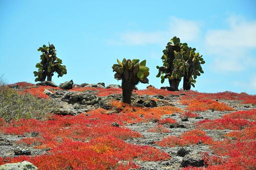 isabela-island-in-the-galapagos