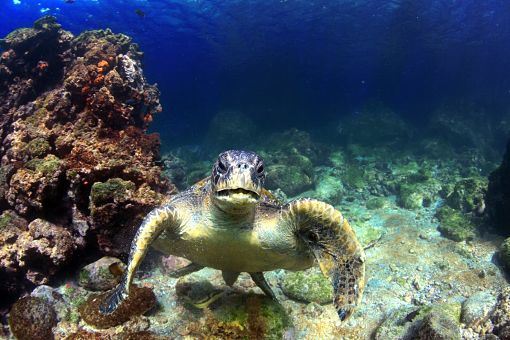 isabela-island-in-the-galapagos