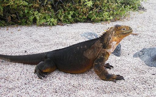 iguana-isabela-island-in-the-galapagos