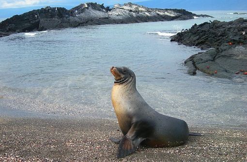 isabela-island-in-the-galapagos