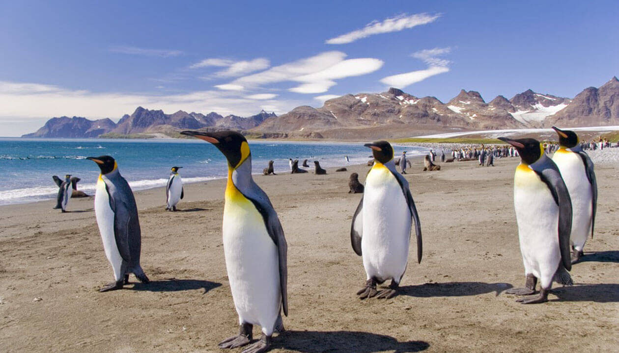 penguins-in-south-america-a-guide-to-south-american-penguins