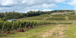 Vineyard stretching out over hill