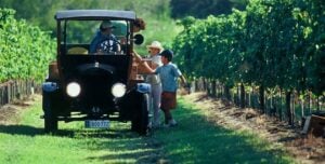 People enjoying sunny day at vineyard