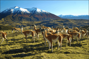 luxury camping in patagonia ecocamp