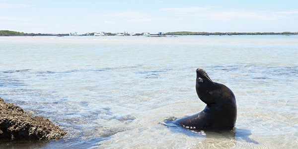 Galapagos Wildlife