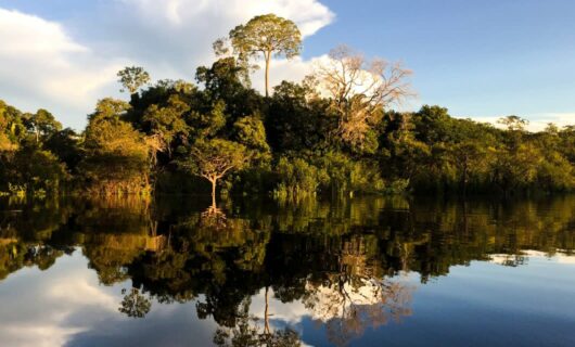 Juma Amazon Lodge | Brazil Amazon Rainforest