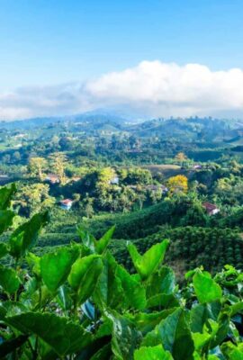 View over coffee plantation in Colombia