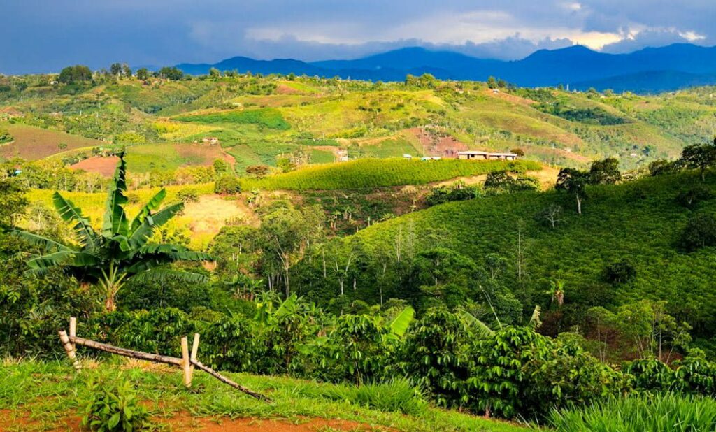 Colombia Coffee Tour Package 🦋 4* & 5* Colombian Coffee Trips