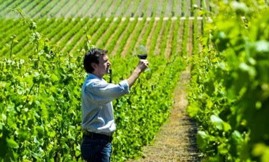Man holds wine glass up in vineyard