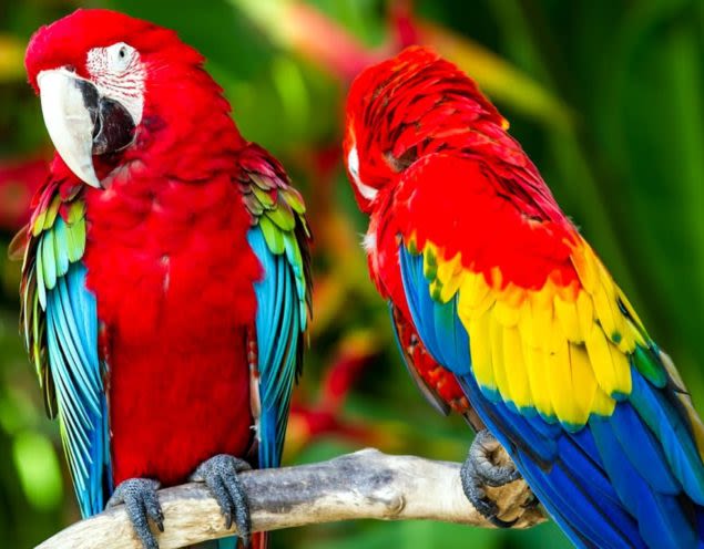 Two parrots sit on branch