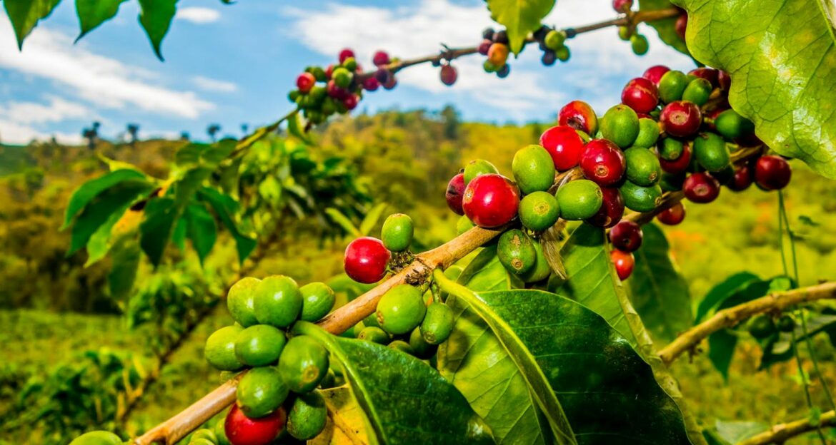 Armenia, Quindio Botanical Garden and Coffee Farm Private Tour 2023