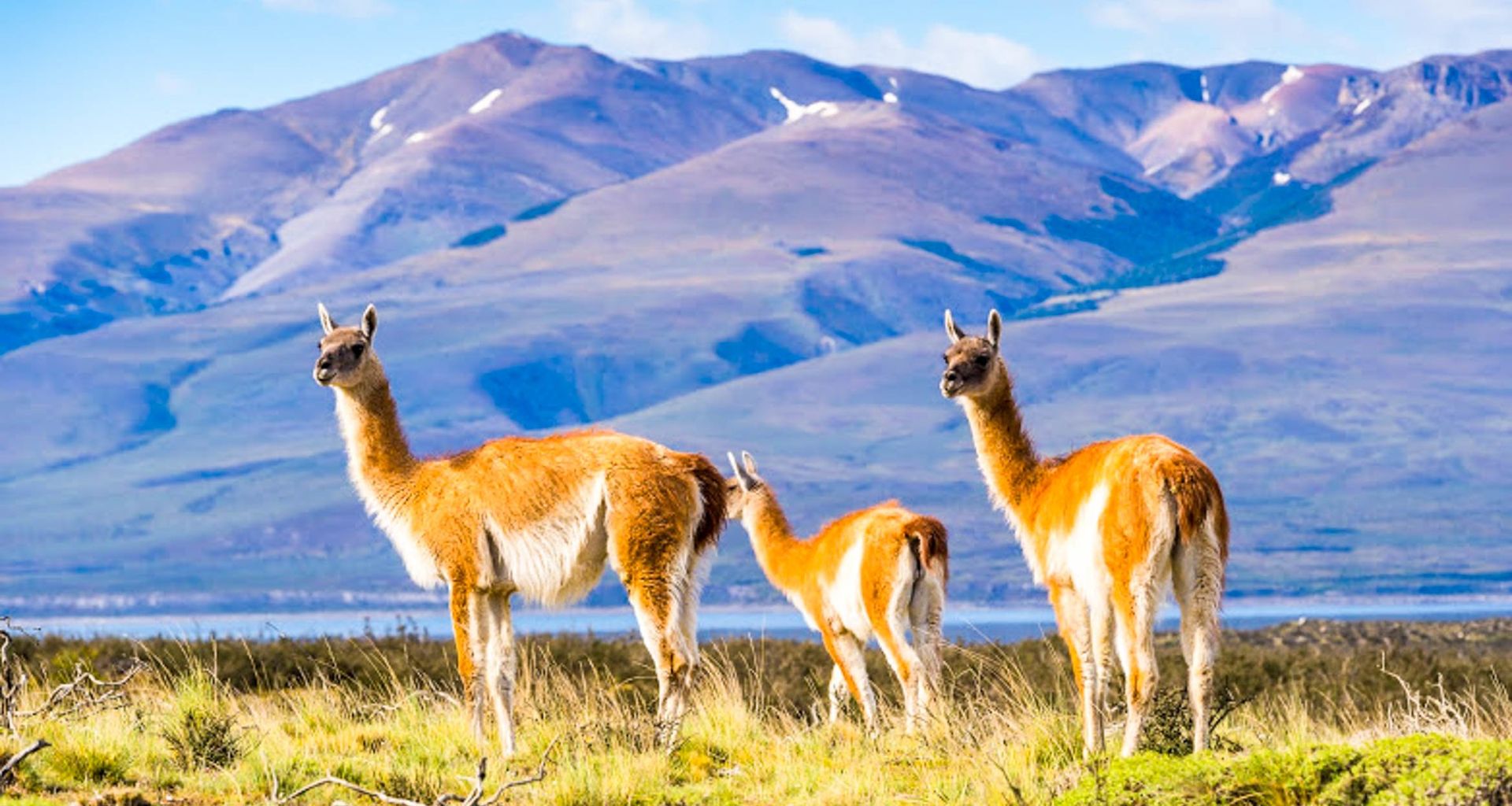 Trekking Torres del Paine National Park 🦋 4* & 5* Chile Adventure