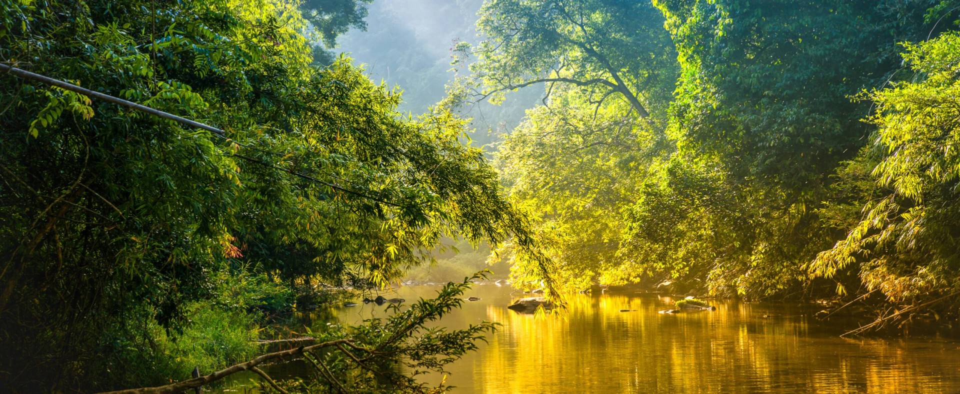24 Best Rainforest Tours, Trips & Cruises 2024-2025
