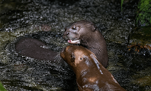 A pair of giant river otters playing in a shallow stream