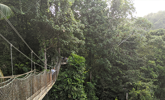 woman walking across canopy bridge high in the jungle