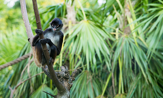 cute spider monkey sitting on jungle branch in Guayana