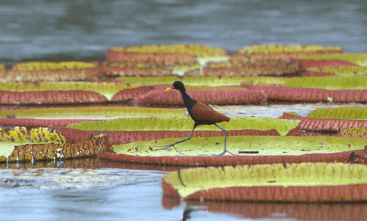 cool bird walking over giant lily pads in river