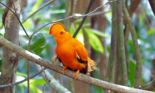 beautiful orange bird in Guyana named Cock of the Rock
