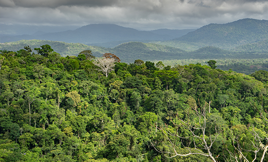 wide horizon shot over Guyana interior jungle and hills in background