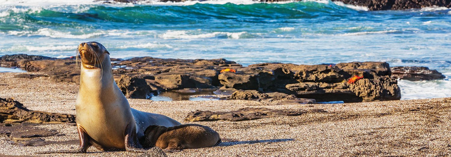 Best Time to Visit the Galapagos - SouthAmerica.travel