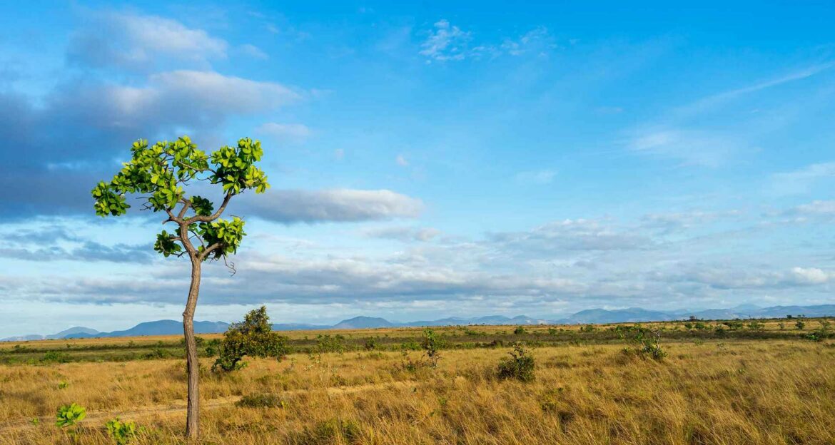 Visit Guyana Kaieteur Falls Rainforests And Savannahs