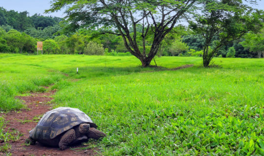 Giant Tortoise in Galapagos Islands wandering around