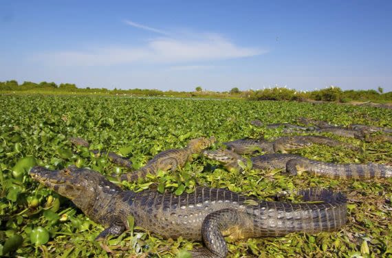 group of caiman in pantanal wetlands