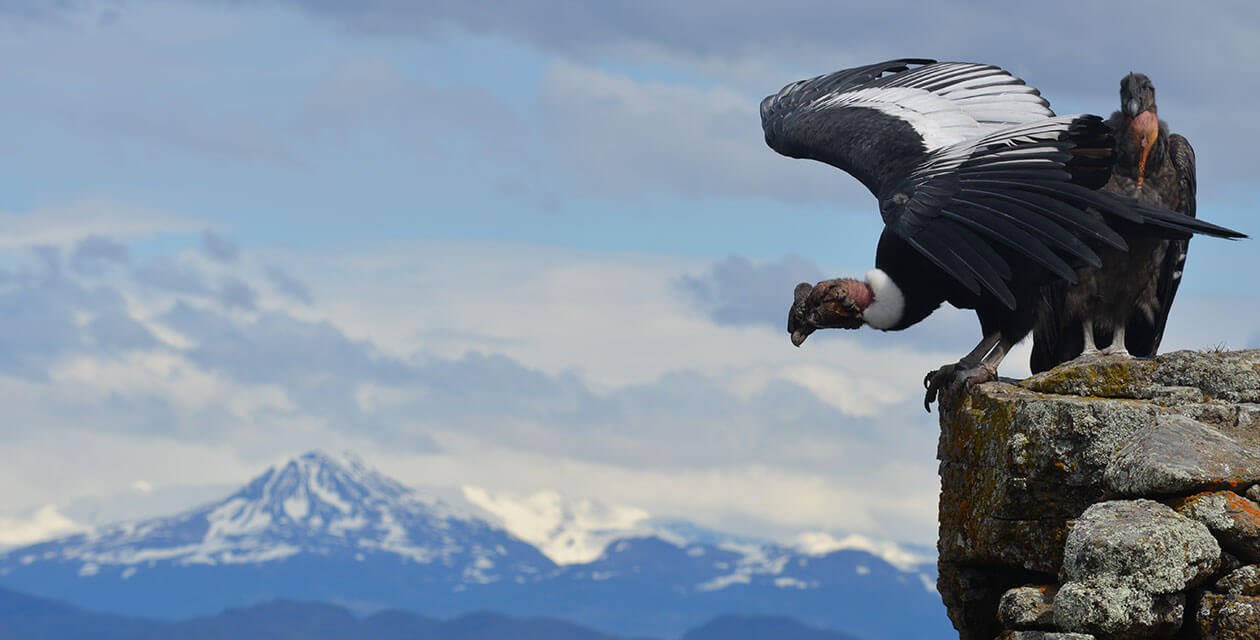 Two giant andean condors preparing to take flight
