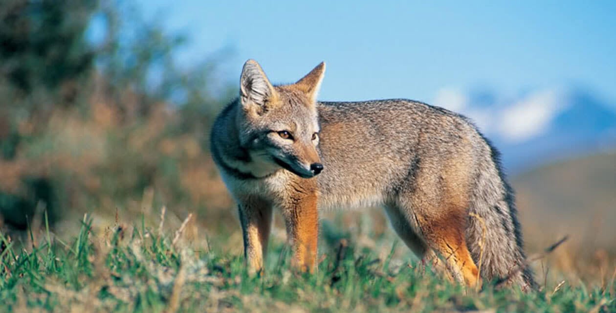 Culpeo Fueguian Fox in grass