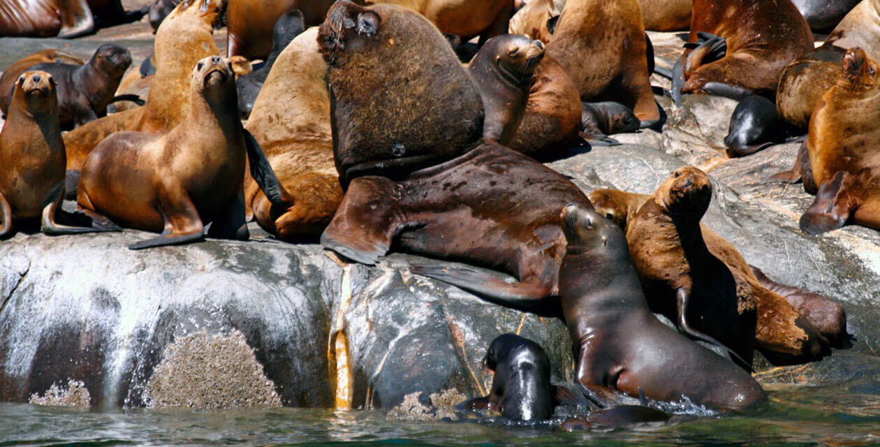large colony of male and female sea lions