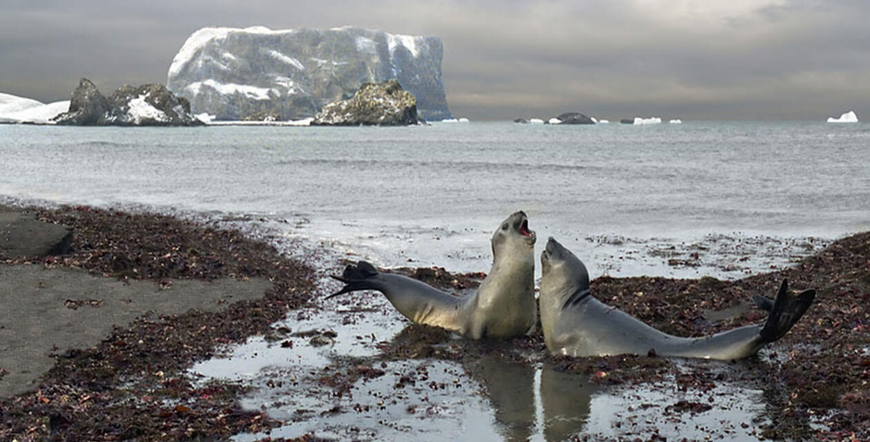 two female elephant seals on beach