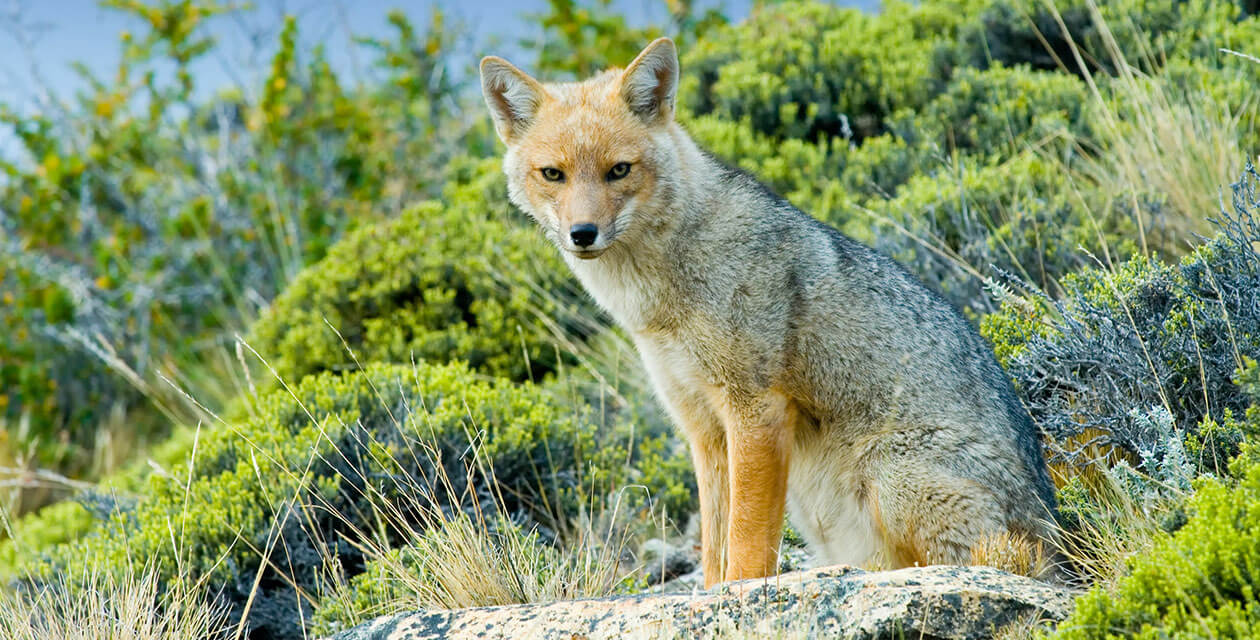 gray fox perched on rock