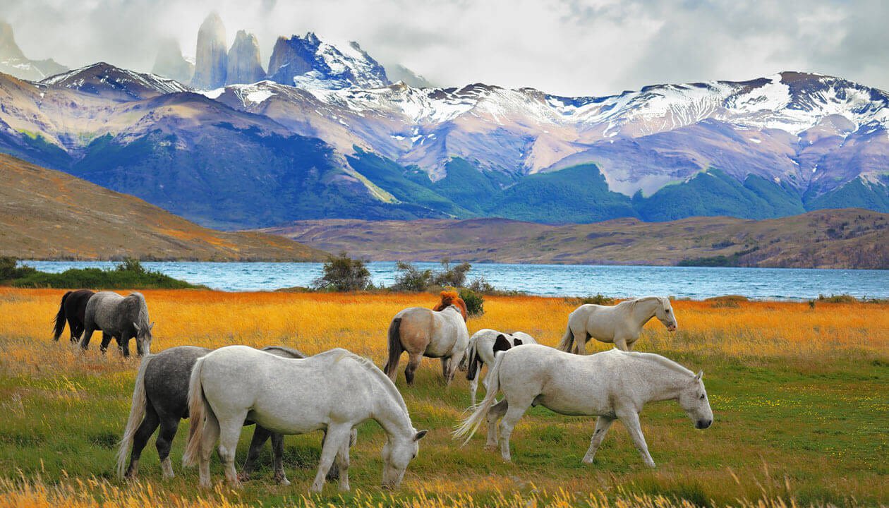 Patagonian Wildlife: Go Searching for These Animals in Patagonia