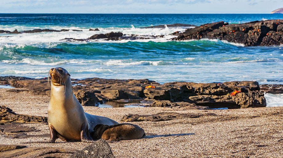 Galapagos Overview - Everything You Need to Know About the Galapagos