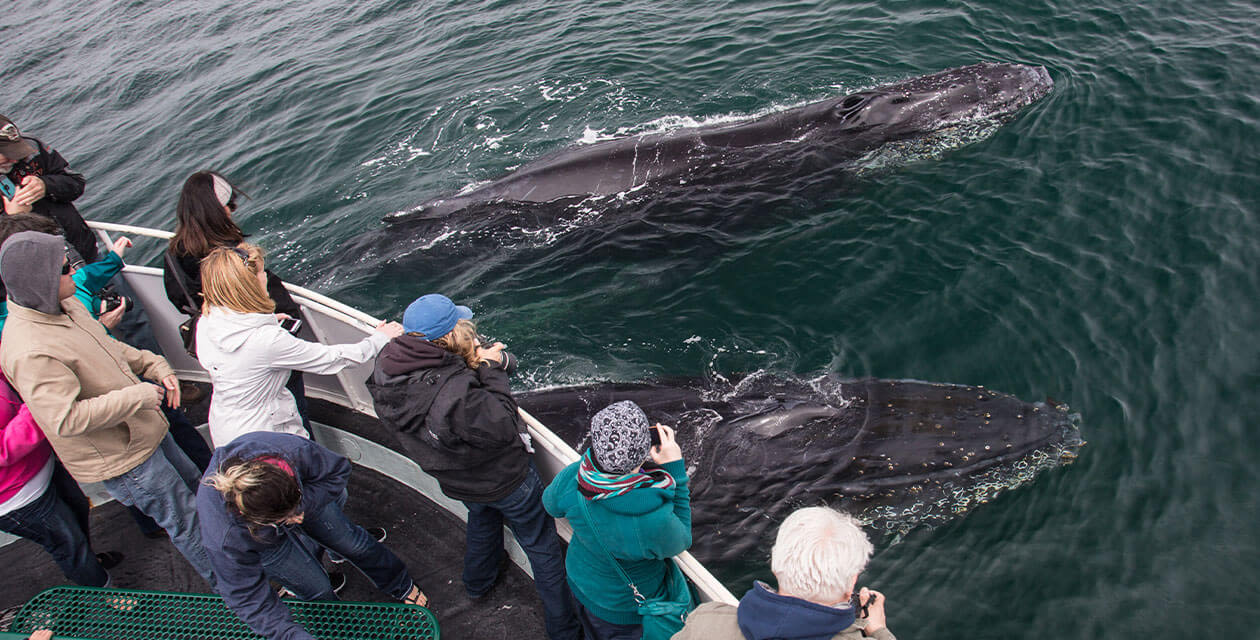 tourists on boat spotting whales below