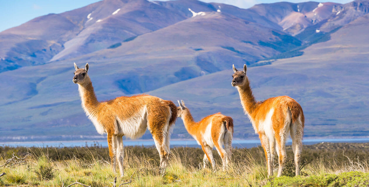 guanacos in chilean patagonia