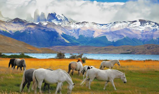 Torres Del Paine view with wild horses in the field